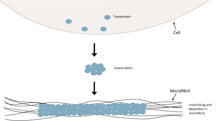 Tropoelastin secretion and assembly
